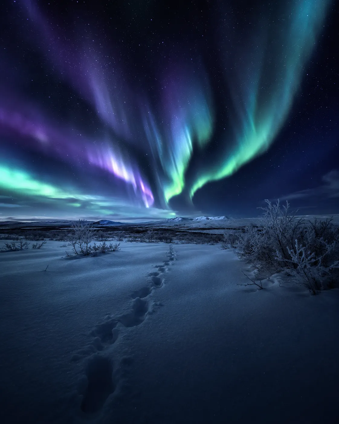BOREAL